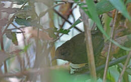 Image of Stile's Tapaculo