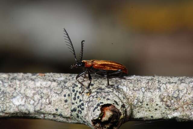 Image of <i>Schizotus pectinicornis</i>