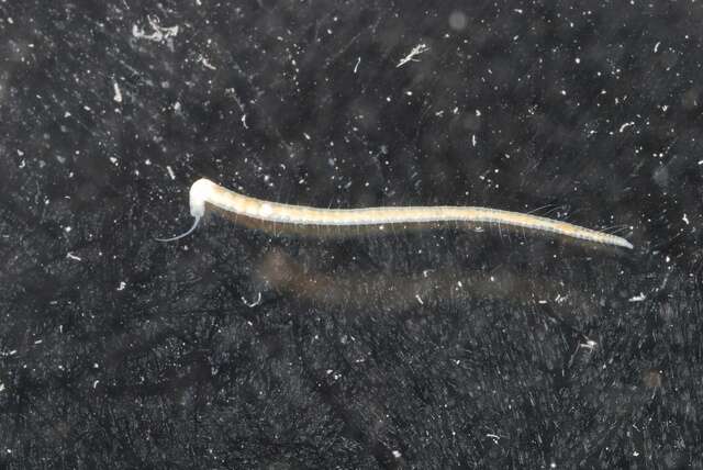Image of sludge worms