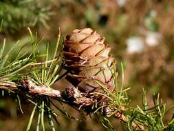 Image of larch