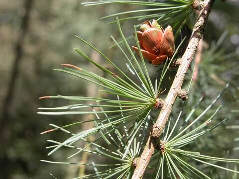 Image of larch