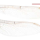 Image of Hemigomphus atratus Watson 1991