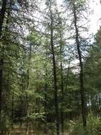 Image of larch