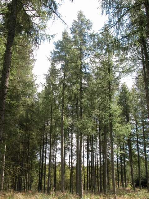 Image of larch