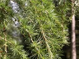 Image of larch