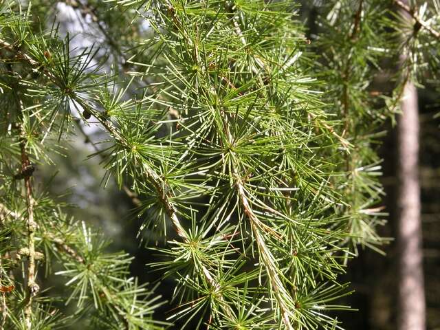 Image of larch