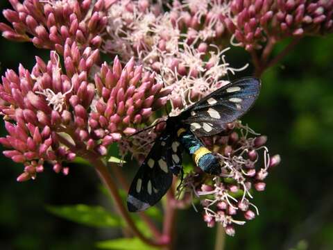 صورة Amata phegea Linnaeus 1758