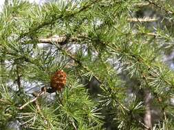 Image of larch