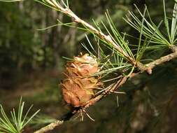 Image of <i>Larix eurolepis</i>