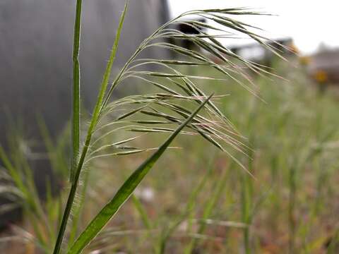 Image of brome