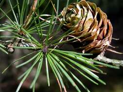 Image of <i>Larix eurolepis</i>