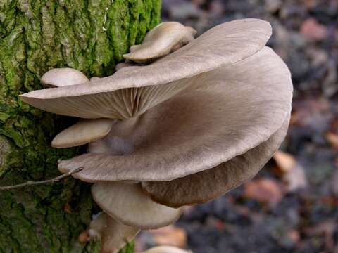 Image of Pleurotus