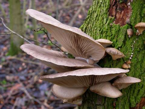 Image of Pleurotus