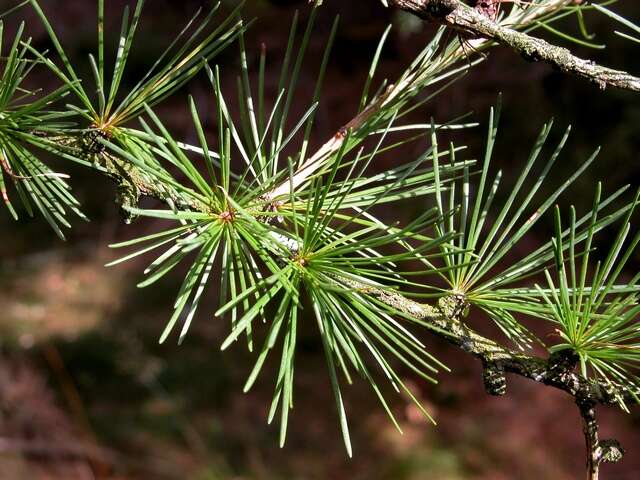 Image of <i>Larix eurolepis</i>