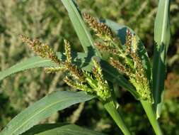 Plancia ëd Echinochloa