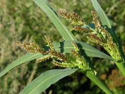 Plancia ëd Echinochloa