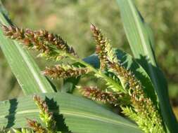 Plancia ëd Echinochloa