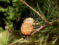 Image of <i>Larix eurolepis</i>