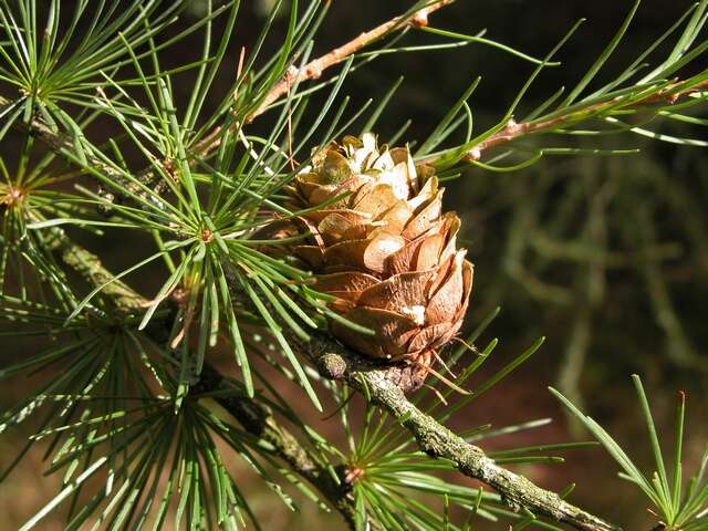 Image of <i>Larix eurolepis</i>