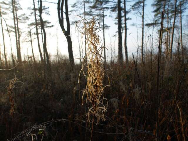 Image of rosebay willowherb