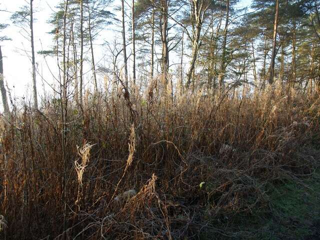 Imagem de Epilobium angustifolium L.