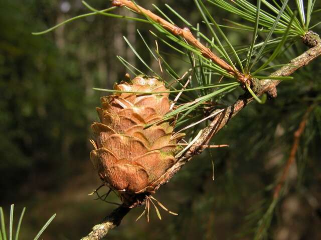 Image of <i>Larix eurolepis</i>