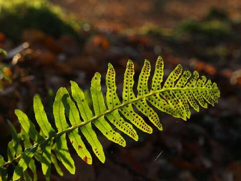 Polypodium mantoniae (Schidlay) Shivas的圖片