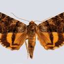 Image of oak yellow underwing