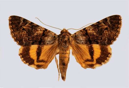 Image of oak yellow underwing