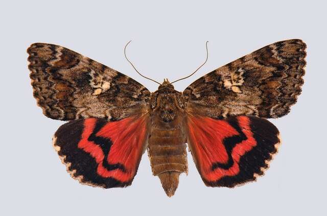 Image of Dark Crimson Underwing