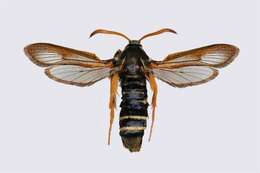 Image of <i>Sesia melanocephala</i>