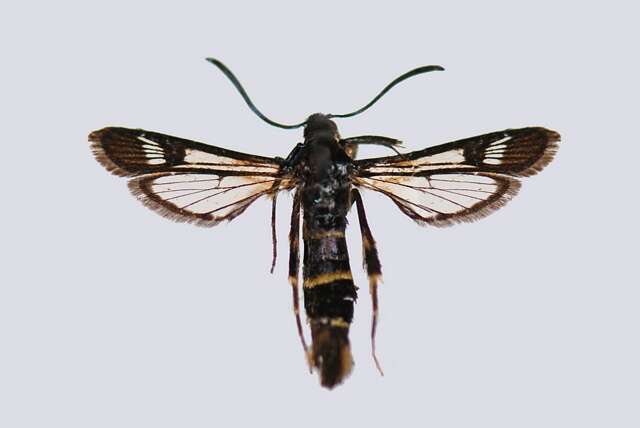 Image of sallow clearwing