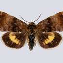 Image of small yellow underwing