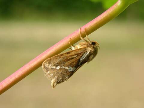 Image of <i>Hepialus lupulinus</i>