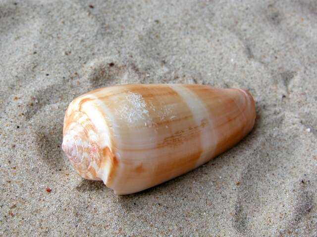 Image of cone snails