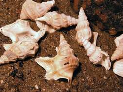 Image of pelican's foot shells