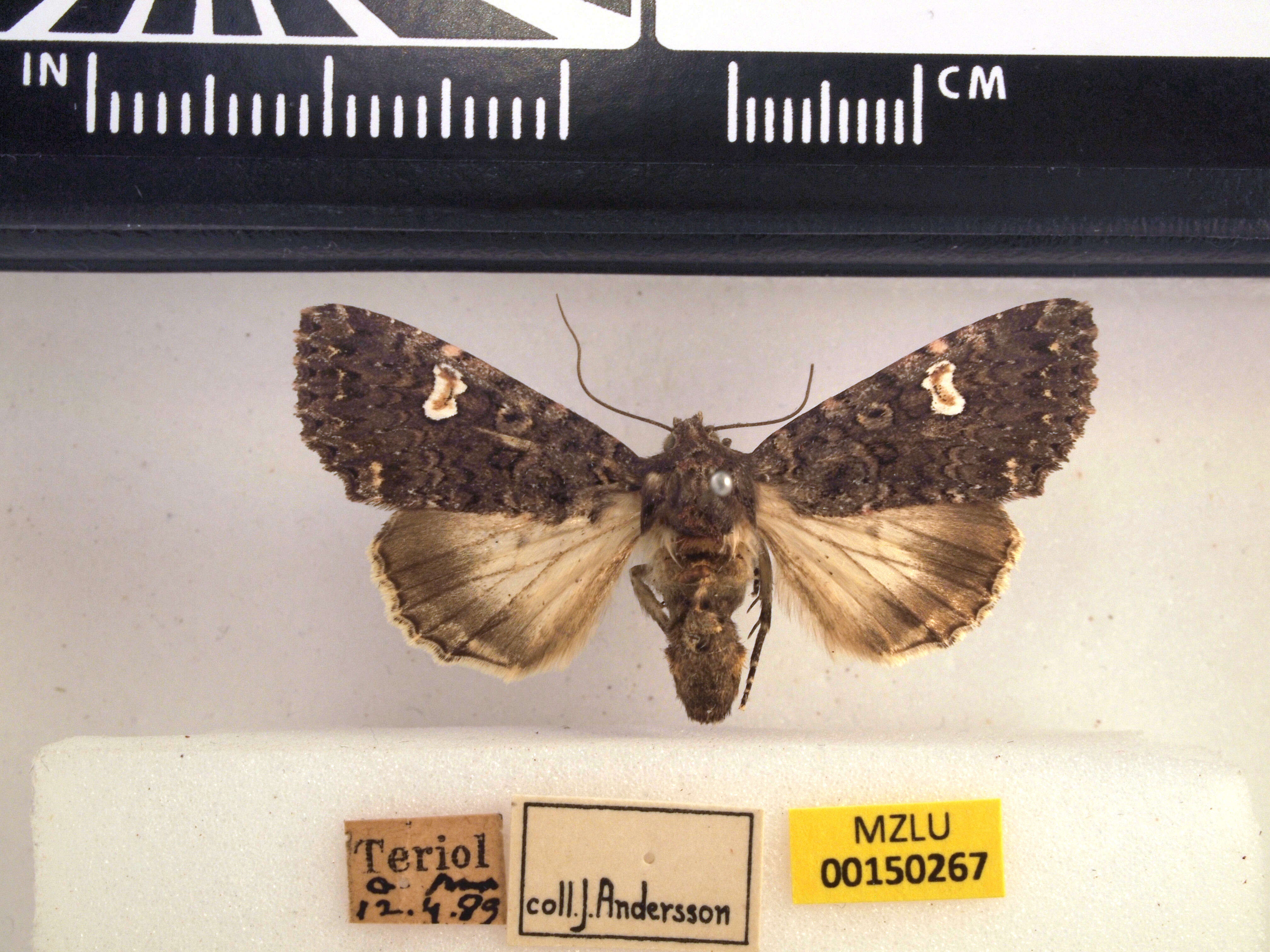 Image of dot moth