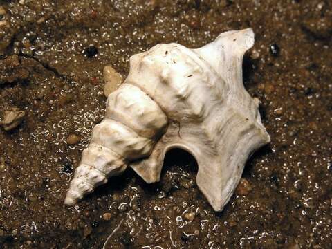 Image of pelican's foot shells