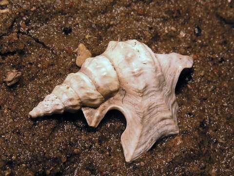 Image of pelican's foot shells