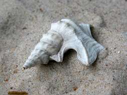 Image of pelican's foot shells