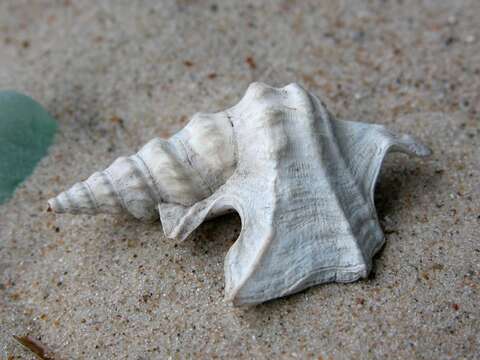 Image of pelican's foot shells