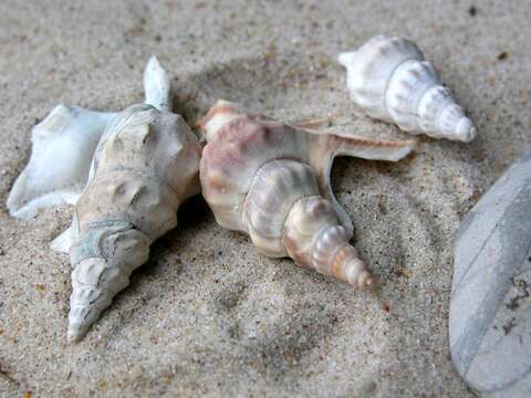 Image of pelican's foot shells