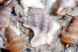 Image of pelican's foot shells