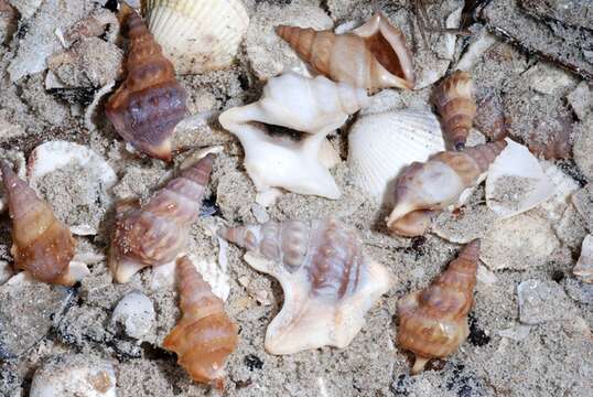 Image of pelican's foot shells