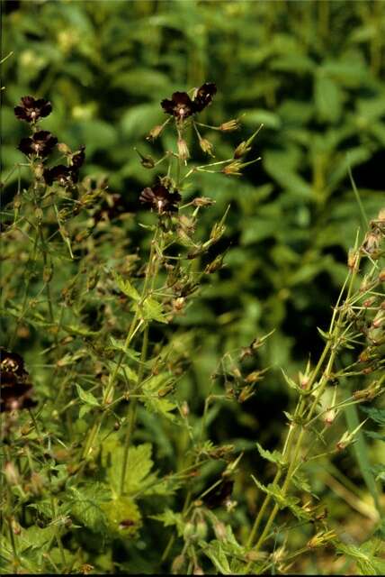 Image of geranium