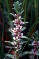 Image of yellow loosestrife