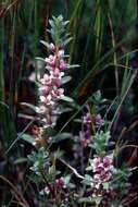 Image of yellow loosestrife