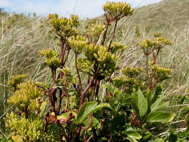 Image de Ligusticum