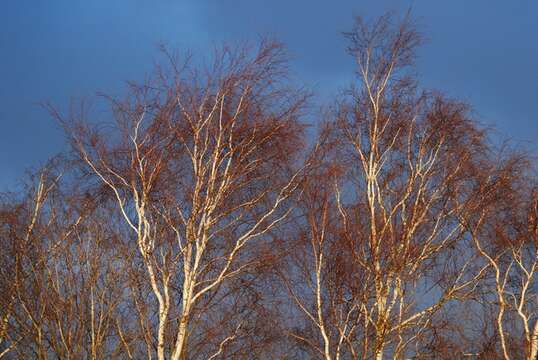 Image of birch family