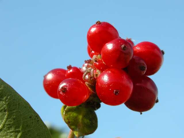 Image of honeysuckle